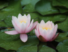 Der Botanische Garten Nikita 